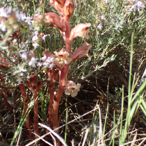 Photographie n°2526978 du taxon Orobanche alba Stephan ex Willd.