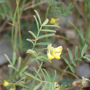 Photographie n°2526980 du taxon Hippocrepis ciliata Willd.