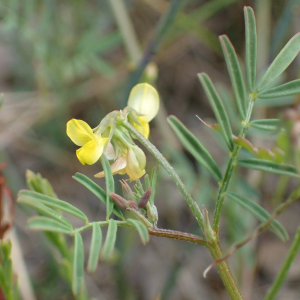 Photographie n°2526981 du taxon Hippocrepis ciliata Willd.