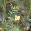  Sylvain Piry - Hippocrepis ciliata Willd.