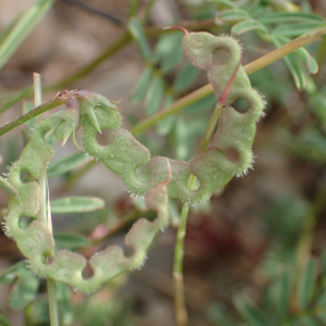 Photographie n°2526982 du taxon Hippocrepis ciliata Willd.