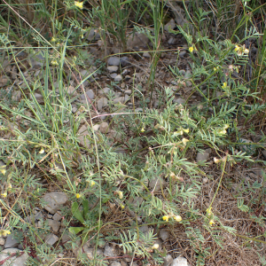 Photographie n°2526983 du taxon Hippocrepis ciliata Willd.