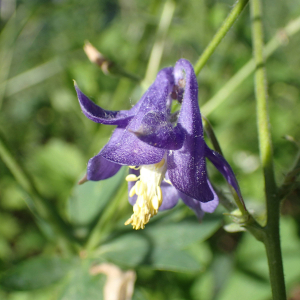 Photographie n°2527005 du taxon Aquilegia vulgaris L.