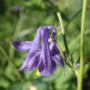 Photographie n°2527007 du taxon Aquilegia vulgaris L.