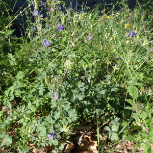 Photographie n°2527011 du taxon Aquilegia vulgaris L.