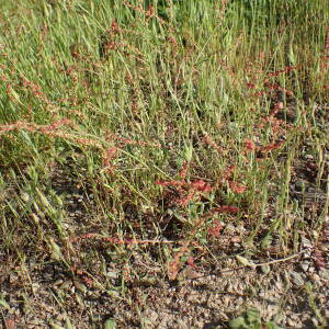 Photographie n°2527036 du taxon Rumex acetosella L. [1753]