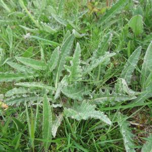  - Cirsium dissectum (L.) Hill [1768]