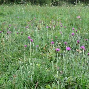  - Cirsium dissectum (L.) Hill [1768]