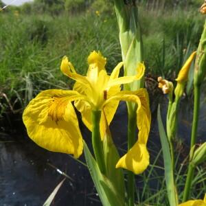 Photographie n°2527089 du taxon Iris pseudacorus L. [1753]