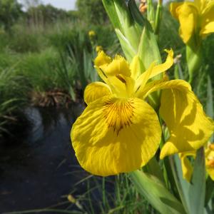 Photographie n°2527090 du taxon Iris pseudacorus L. [1753]