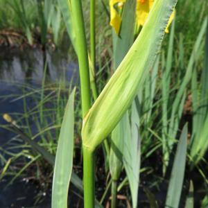 Photographie n°2527091 du taxon Iris pseudacorus L. [1753]