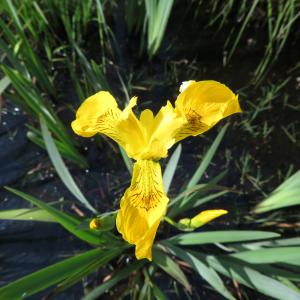 Photographie n°2527092 du taxon Iris pseudacorus L. [1753]