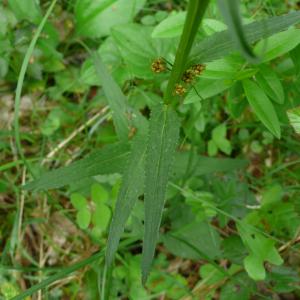 Photographie n°2527111 du taxon Phyteuma spicatum L.