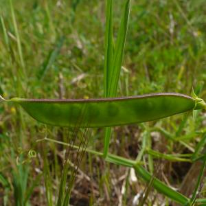 Photographie n°2527134 du taxon Lathyrus annuus L. [1753]