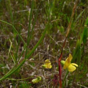 Photographie n°2527135 du taxon Lathyrus annuus L. [1753]