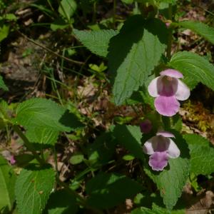 Photographie n°2527138 du taxon Melittis melissophyllum L.