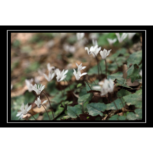 Cyclamen creticum Hildebr.