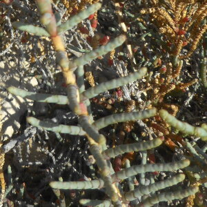 Photographie n°2527166 du taxon Salicornia europaea L.