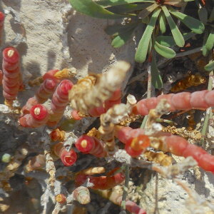 Photographie n°2527167 du taxon Salicornia europaea L.