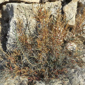 Photographie n°2527169 du taxon Salicornia europaea L.