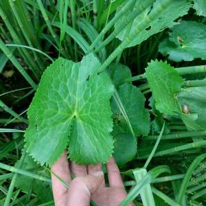 Photographie n°2527194 du taxon Caltha palustris L. [1753]