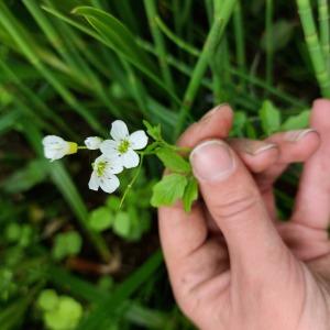 Photographie n°2527202 du taxon Cardamine amara L. [1753]