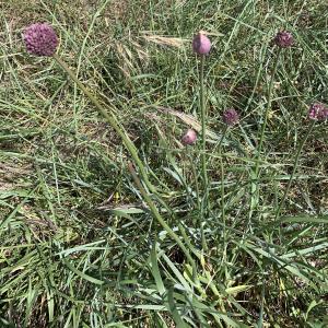 Photographie n°2527206 du taxon Allium porrum subsp. polyanthum (Schult. & Schult.f.) Jauzein & J.M.Tison