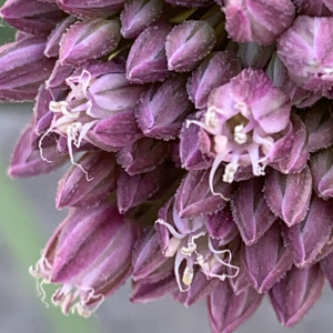 Photographie n°2527209 du taxon Allium porrum subsp. polyanthum (Schult. & Schult.f.) Jauzein & J.M.Tison