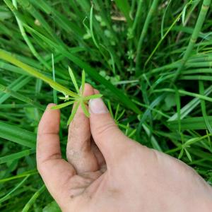 Photographie n°2527223 du taxon Galium aparine L. [1753]