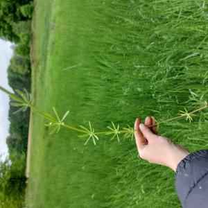 Photographie n°2527224 du taxon Galium aparine L. [1753]