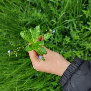 Photographie n°2527227 du taxon Galium aparine L. [1753]