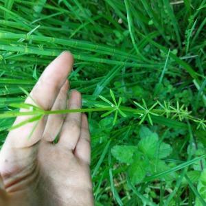 Photographie n°2527228 du taxon Galium aparine L. [1753]