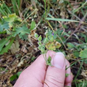 Photographie n°2527257 du taxon Geranium molle L. [1753]