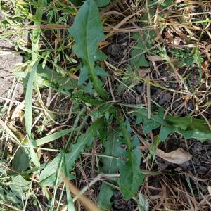 Photographie n°2527303 du taxon Taraxacum officinale F.H.Wigg. [1780]