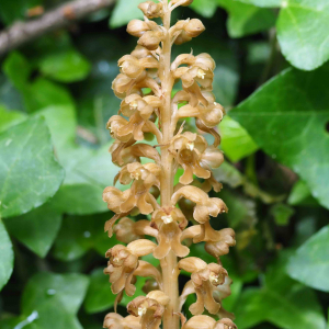 Photographie n°2527346 du taxon Neottia nidus-avis (L.) Rich. [1817]