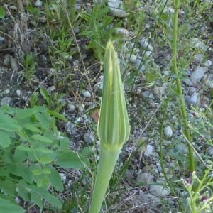 Photographie n°2527373 du taxon Tragopogon pratensis L. [1753]