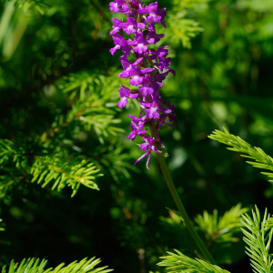 Photographie n°2527378 du taxon Gymnadenia conopsea (L.) R.Br. [1813]