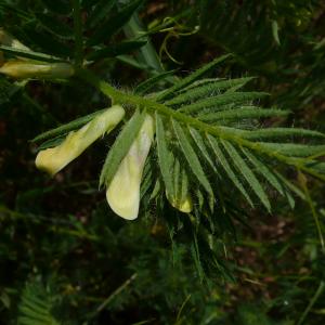 Photographie n°2527419 du taxon Vicia lutea L. [1753]