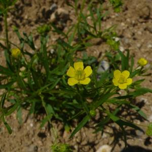 Photographie n°2527434 du taxon Ranunculus arvensis L. [1753]