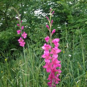 Photographie n°2527444 du taxon Gladiolus communis L. [1753]