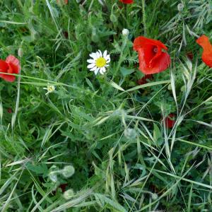 Photographie n°2527453 du taxon Papaver rhoeas L.