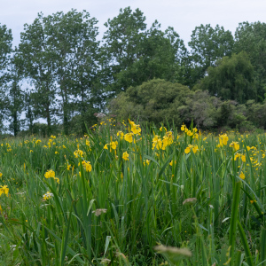 Photographie n°2527514 du taxon Iris pseudacorus L. [1753]