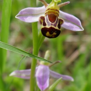 Photographie n°2527525 du taxon Ophrys apifera Huds. [1762]