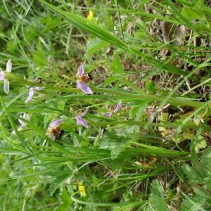 Photographie n°2527527 du taxon Ophrys apifera Huds. [1762]