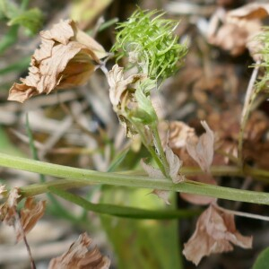 Photographie n°2527543 du taxon Medicago arabica (L.) Huds.