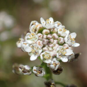 Photographie n°2527590 du taxon Teesdalia nudicaulis (L.) R.Br.