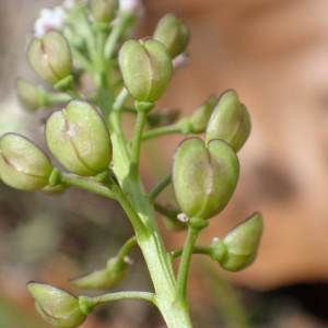 Photographie n°2527591 du taxon Teesdalia nudicaulis (L.) R.Br.