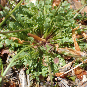 Photographie n°2527592 du taxon Teesdalia nudicaulis (L.) R.Br.