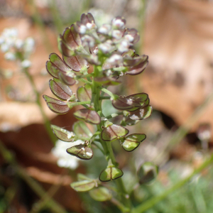 Photographie n°2527593 du taxon Teesdalia nudicaulis (L.) R.Br.