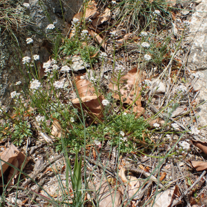 Photographie n°2527594 du taxon Teesdalia nudicaulis (L.) R.Br.